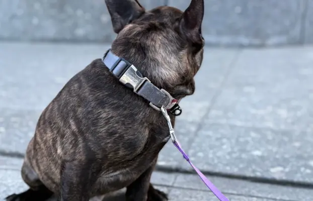 Szczenię Buldog Francuski samiec 5