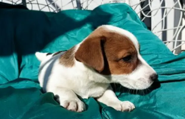 Wzorcowe Jack Russell terrier piękny exterrier gładkie 2