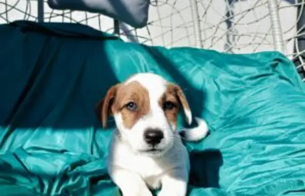 Wzorcowe Jack Russell terrier piękny exterrier gładkie 6