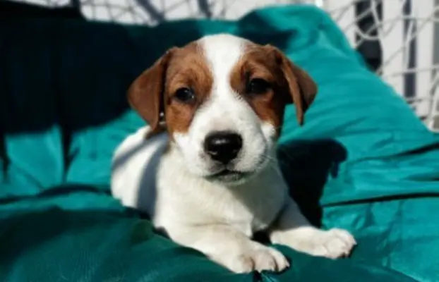 Wzorcowe Jack Russell terrier piękny exterrier gładkie 1