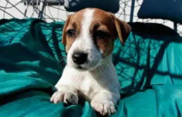 Wzorcowe Jack Russell terrier piękny exterrier gładkie 4