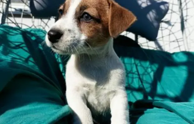 Wzorcowe Jack Russell terrier piękny exterrier gładkie 3