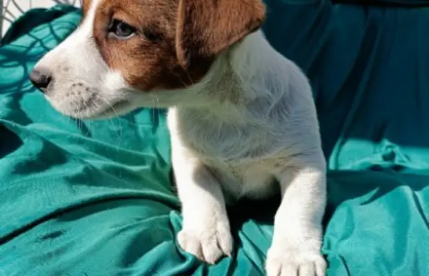 Wzorcowe Jack Russell terrier piękny exterrier gładkie 5