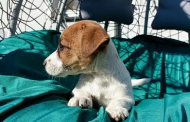 Wzorcowe Jack Russell terrier piękny exterrier gładkie 7