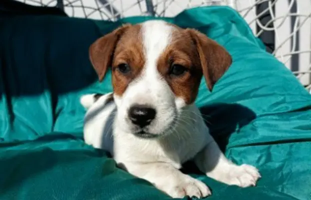 Wzorcowe Jack Russell terrier piękny exterrier gładkie 9