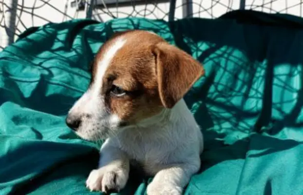 Wzorcowe Jack Russell terrier piękny exterrier gładkie 10