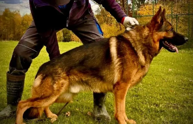 Owczarek niemiecki ZKwP 7