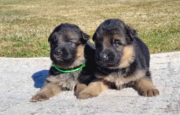 Owczarek niemiecki ZKwP 2