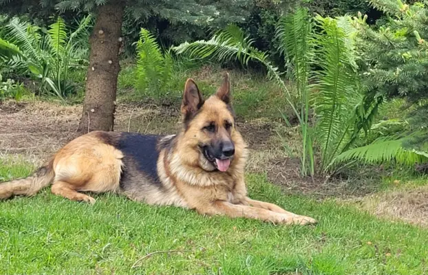 Owczarek niemiecki ZKwP 8