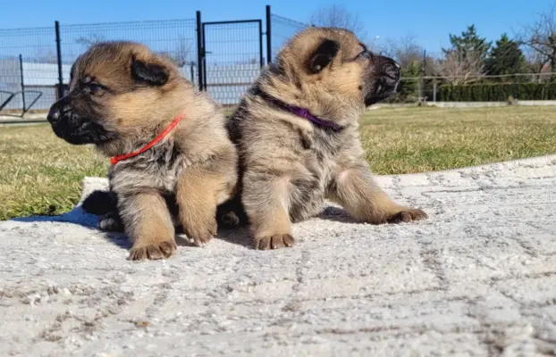 Owczarek niemiecki ZKwP 3