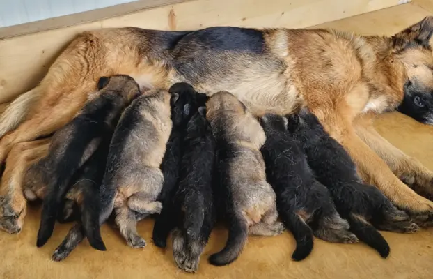 Owczarek niemiecki ZKwP 5