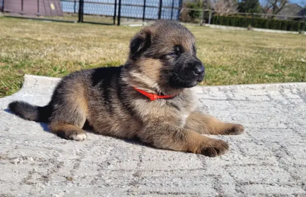 Owczarek niemiecki ZKwP 1