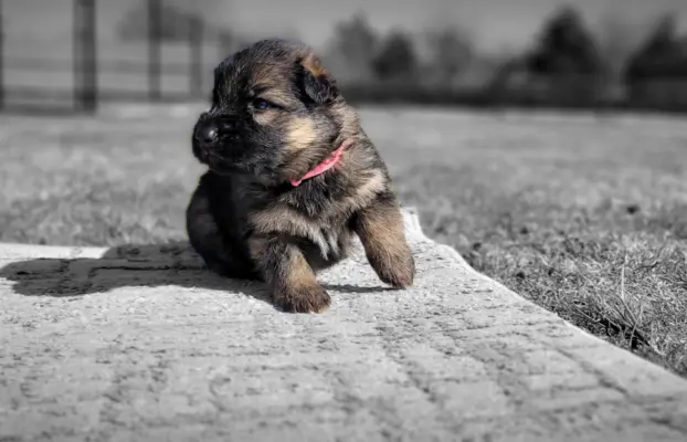 Owczarek niemiecki ZKwP 6