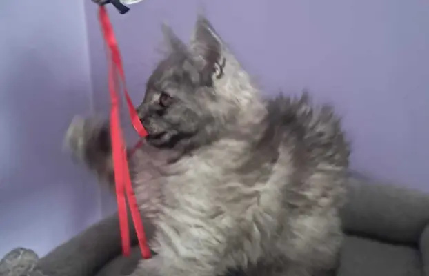 Kocur srebrny dymny wyjątkowy Apollo Złoty Pazur*PL 3