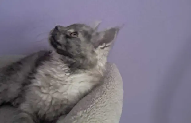 Kocur srebrny dymny wyjątkowy Apollo Złoty Pazur*PL 4