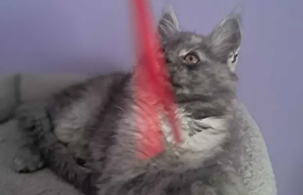 Kocur srebrny dymny wyjątkowy Apollo Złoty Pazur*PL 5