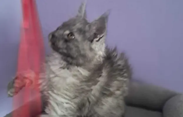 Kocur srebrny dymny wyjątkowy Apollo Złoty Pazur*PL 6