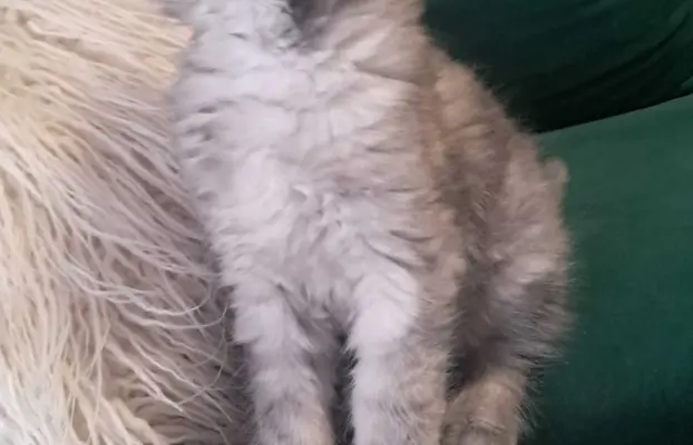 Kocur srebrny dymny wyjątkowy Apollo Złoty Pazur*PL 7