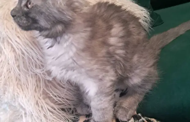 Kocur srebrny dymny wyjątkowy Apollo Złoty Pazur*PL 9