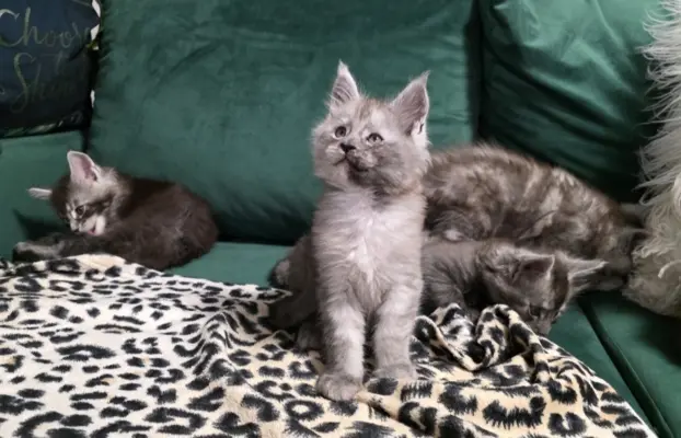 Kocur srebrny dymny wyjątkowy Apollo Złoty Pazur*PL 1