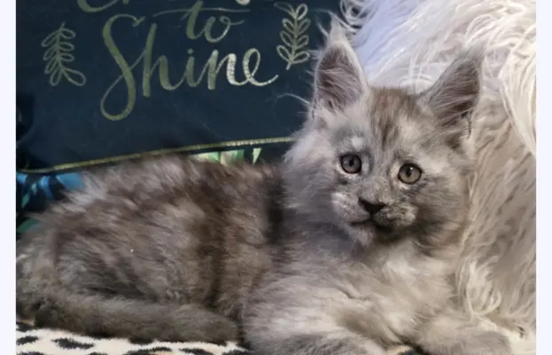 Kocur srebrny dymny wyjątkowy Apollo Złoty Pazur*PL 2