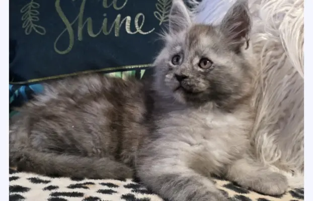 Kocur srebrny dymny wyjątkowy Apollo Złoty Pazur*PL 10