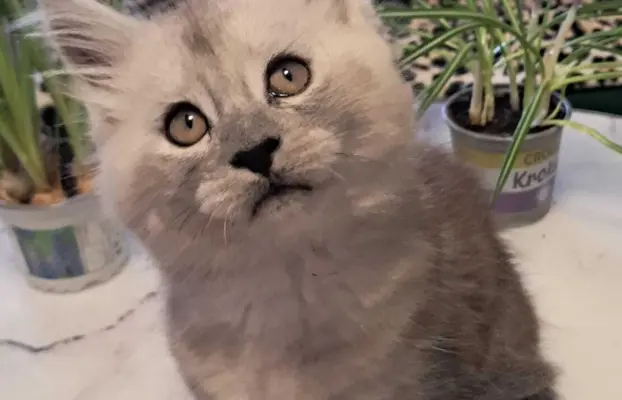 Kocur srebrny dymny Aramis Złoty Pazur*PL 1