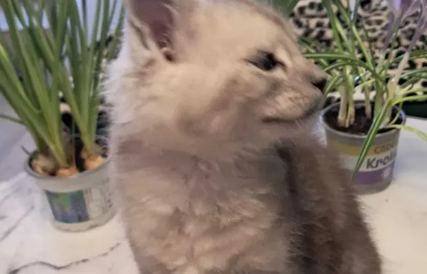 Kocur srebrny dymny Aramis Złoty Pazur*PL 2