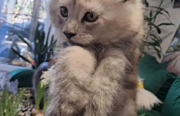 Kocur srebrny dymny Aramis Złoty Pazur*PL 3