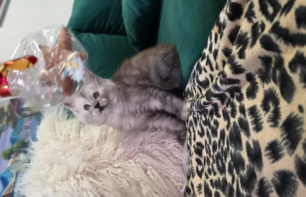 Kocur srebrny dymny Aramis Złoty Pazur*PL 4