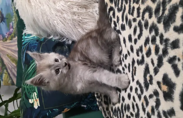 Kocur srebrny dymny Aramis Złoty Pazur*PL 5