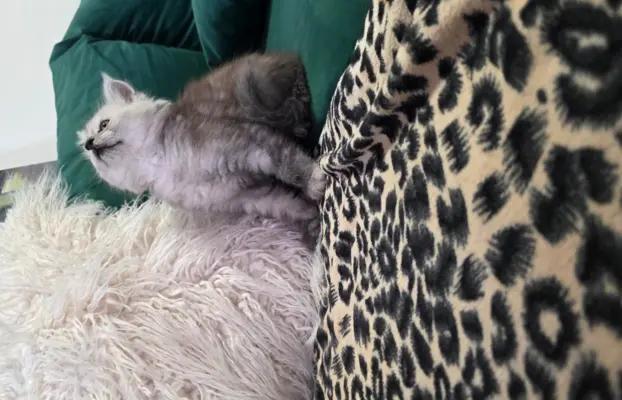 Kocur srebrny dymny Aramis Złoty Pazur*PL 6