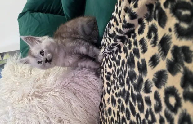 Kocur srebrny dymny Aramis Złoty Pazur*PL 7