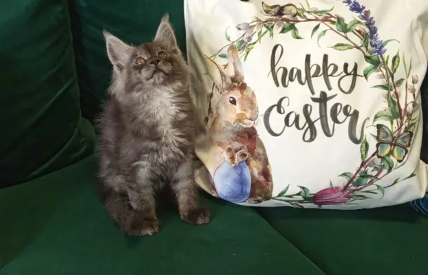 Kotka niebieska dymna Aurora Złoty Pazur*PL 3