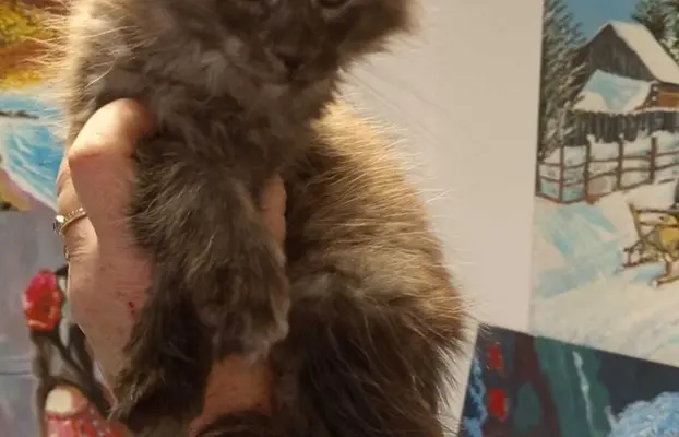 Kotka niebieska dymna Aurora Złoty Pazur*PL 4