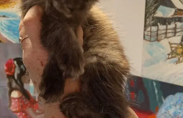 Kotka niebieska dymna Aurora Złoty Pazur*PL 6