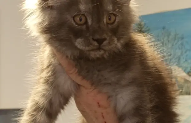 Kotka niebieska dymna Aurora Złoty Pazur*PL 7