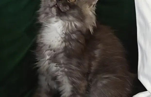 Kotka niebieska dymna Aurora Złoty Pazur*PL 2