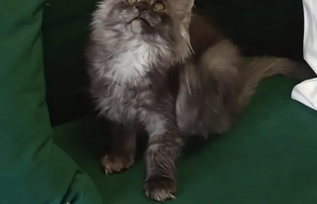 Kotka niebieska dymna Aurora Złoty Pazur*PL 5