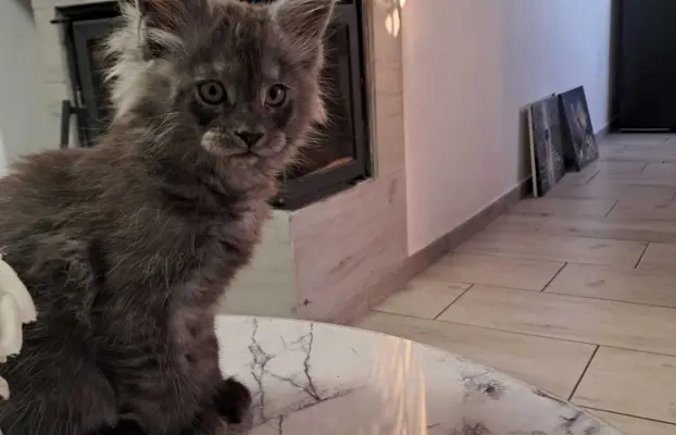 Kocur niebieski dymny Armando Złoty Pazur*PL 1