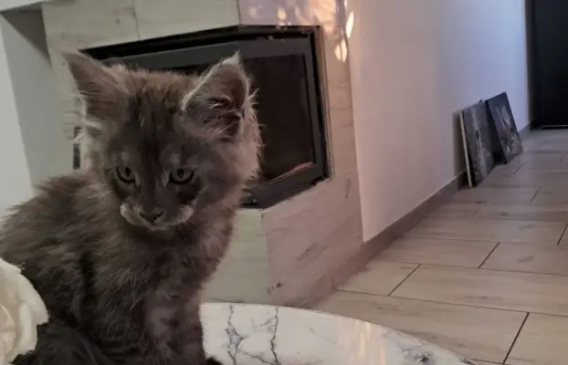 Kocur niebieski dymny Armando Złoty Pazur*PL 2