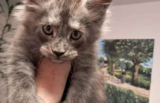 Kocur niebieski dymny Armando Złoty Pazur*PL 3