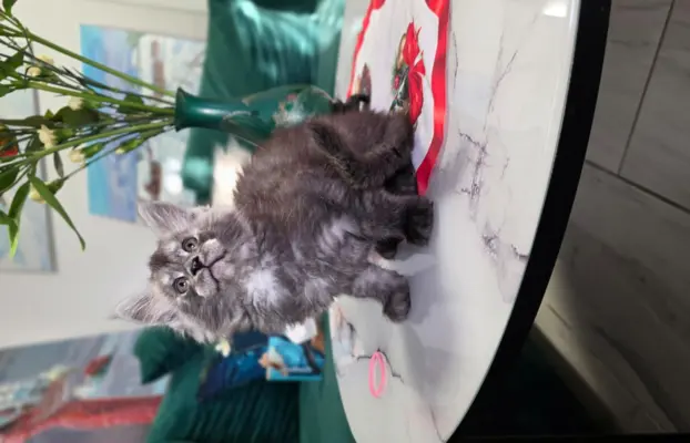 Kocur niebieski dymny Armando Złoty Pazur*PL 4