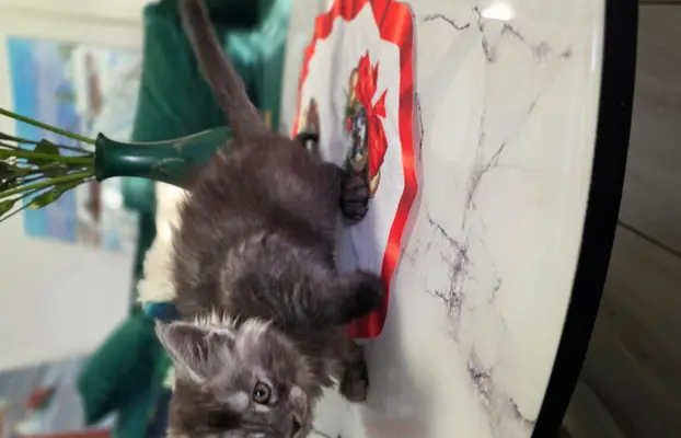 Kocur niebieski dymny Armando Złoty Pazur*PL 5