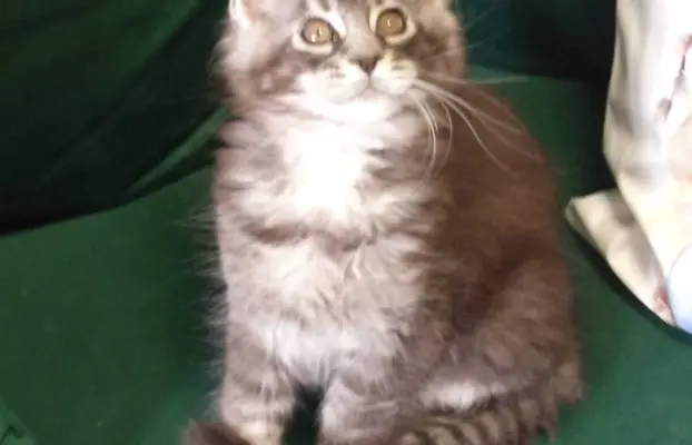 Kocur pręgowany niebieski dymny Archimedes Złoty Pazur*PL 3