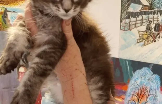 Kocur pręgowany niebieski dymny Archimedes Złoty Pazur*PL 4