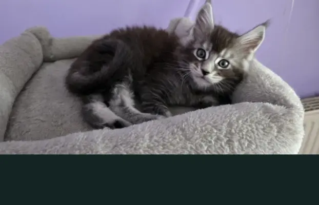 Kocur pręgowany niebieski dymny Archimedes Złoty Pazur*PL 2