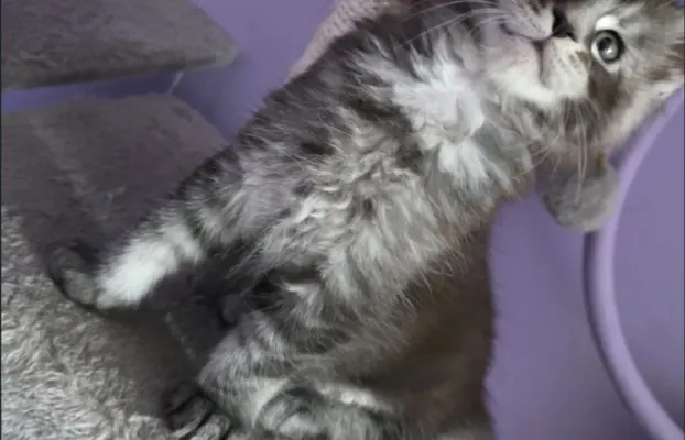 Kocur pręgowany niebieski dymny Archimedes Złoty Pazur*PL 1