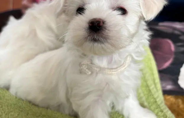 Cudowny maltanczyk 4