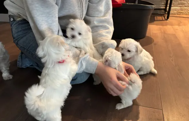 Cudowny maltanczyk 1